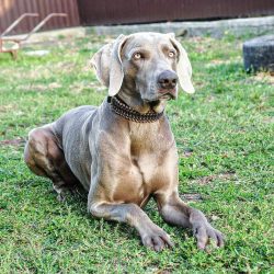 Caring for a dog’s coat is not difficult. It is enough to comb it out with a massage brush ...