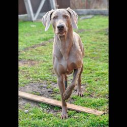 It is unacceptable to use a strict collar. When lowering the Weimaraner from the leash, make sur ...