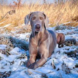 A dog walking on a leash must clearly execute the command “Near!” Otherwise, she wil ...