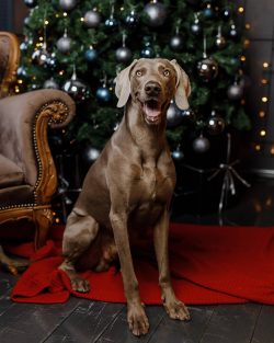 In a city apartment, the dog will feel no less comfortable if the owners can provide him with in ...