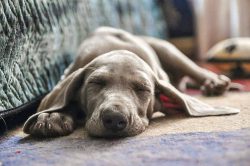The ideal condition for keeping a Weimaraner is a spacious house with an extensive fenced garden ...
