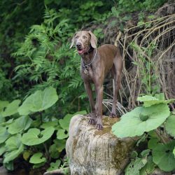 Boiled or raw vegetables and fruits should be present in the Weimaraner’s daily menu, but  ...