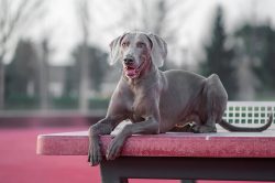 Strong and hardy Weimaraners are distinguished by excellent health, but a hereditary predisposit ...