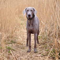Some Weimaraners suffer from obsessive-compulsive disorder – experiencing anxiety, animals ...