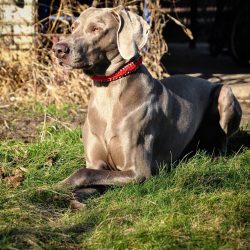 When choosing a Weimaraner puppy, remember that Weimaraner puppies have blue eyes, their color c ...