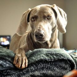 When choosing a Weimaraner puppy, remember that the color should be totally gray, small white ma ...