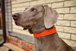 If you choose a Weimaraner for hunting, feel free to opt for the most active kid, but if you are ...