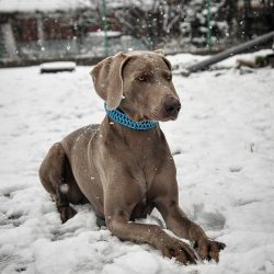 Weimaraner is a German breed of dog; the origin of these cops in the city of Weimar, which is re ...