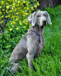 Scientists suggest that the Weimaraner descended from European reeds – cops who, back in t ...
