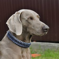 Weimaraner also belongs to the group of hunting breeds and is famous for its physical and intell ...