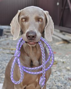The Weimar Pointing Dog has a complex character. She is very strongly attached to the person and ...