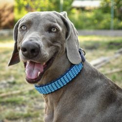 Weimaraner belongs to the cops, hunting dogs. This means that for a full life, he needs many hou ...