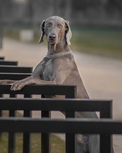 A really happy Weimaraner will be in a private house. But he cannot live on a leash or in an avi ...
