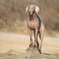 These dogs are smart and wonderful companions, but they constantly need to engage in physical ac ...