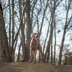 This breed is ideal for people looking for a large and active dog for hunting, hiking and other  ...