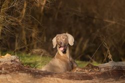 This breed has strong, workable, streamlined bodies that allow them to run long distances.