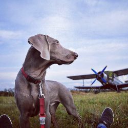 Weimaraner grooming depends on the dog’s coat type. Long-haired representatives require mo ...