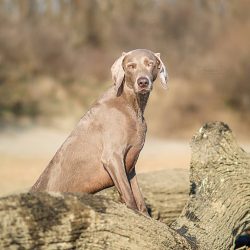  They get along well with animals of this breed, however, contact cannot always be made with rab ...