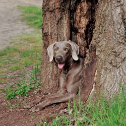 Weimaraners will be happy to play and entertain children.