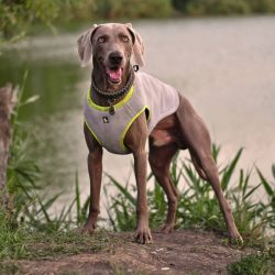 Weimaraner treats children with warmth and understanding, allowing the kids any pranks.