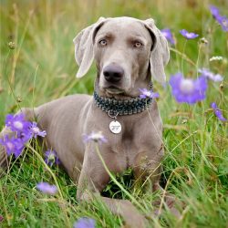 Despite the wayward nature, the Weimaraner is not aggressive and will not get angry without a re ...
