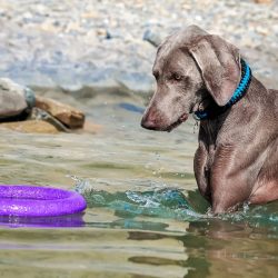 Weimaraner is suspicious of strangers and will always loudly notify the owners of the arrival of ...
