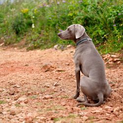  Even as a companion, Weimaraner will perfectly cope with the role of a watchman.