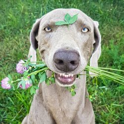 Weimar Pointers are highly regarded for their hunting and guarding qualities.