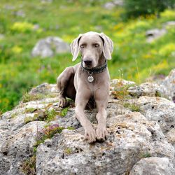 Representatives of the breed love training, they are curious and will always be happy to learn n ...