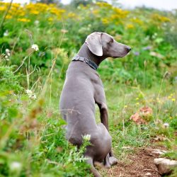 The Weimaraner is quite sensitive. When raising a dog, you should not raise your voice and scold ...