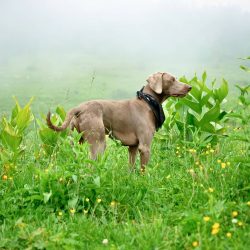 The Weimaraner is an excellent hunting and sporting dog that will easily become your active and  ...