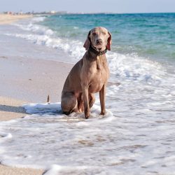 It is worth noting that this breed of dog is prone to excessive barking, however, some owners do ...