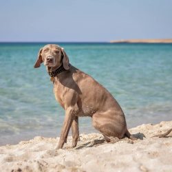 The best owner for such a dog is a very active person who loves to spend a lot of time outside a ...
