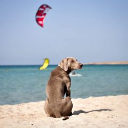 An intelligent Weimaraner is not very proud but can be dominant, quickly discovering the family  ...