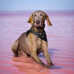 Dogs of this breed are not too aggressive, but will always protect their owner and their family  ...