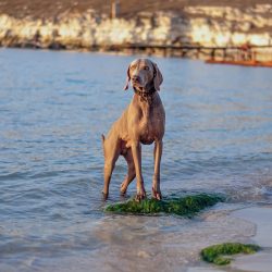 The Weimaraner can become a good pet and get along well with children only if you teach him the  ...