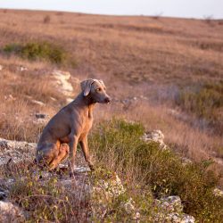 It is important to involve the Weimaraner in all family affairs and give him as much attention a ...