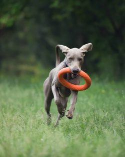 Weimaraner dog breed is not difficult to care for if it is not physical exercise and worries abo ...