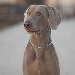 Weimaraners are dogs with excellent character.  These animals are good-natured, but sometimes th ...