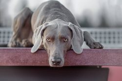 In the past, Weimar Pointers were attracted to catch large game. Weimaraners are known to hunt b ...