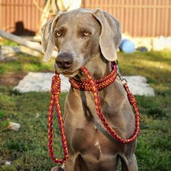 Weimaraners are fairly large dogs with well-developed bones and muscles.