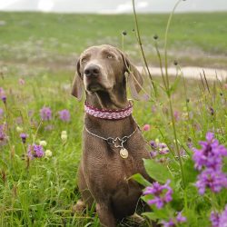 Faithful, loving in return for a kind and sincere attitude, with a stable psyche, Weimaraners ar ...