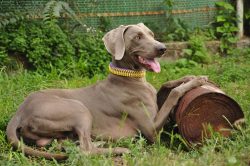 Most often, these dogs are used to catch wild birds (snipe, corncrake, duck, partridge, quail) a ...