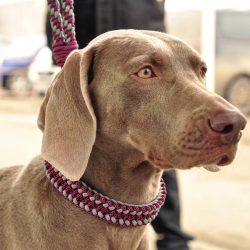  Hunting owners appreciate Weimar cops for their reliability, excellent sense of smell, and loyalty.