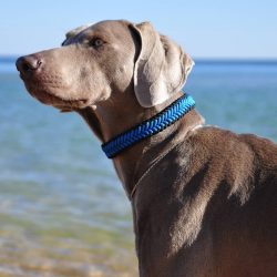  Weimaraners are looking for wounded prey and on a bloody trail.