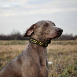 The upper flair allows Weimaraners to search for a game by smell (almost regardless of the stren ...