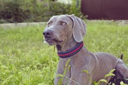 This breed received its name in honor of the Weimar region, such dogs were bred by eminent persons.