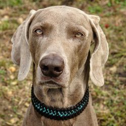 For the first time, dogs of this breed were painted on Van Dyck’s canvases at the beginnin ...