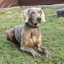 The Weimaraner is a well-proportioned, taller than average dog that is considered a consummate h ...