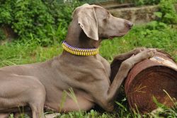Aggressive Weimaraners are extremely rare, so they are usually not turned on as guards for homes ...